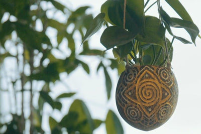 How To Upgrade Coconut Shells Into Plant Hangers